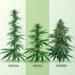 Edukasi Cannabis